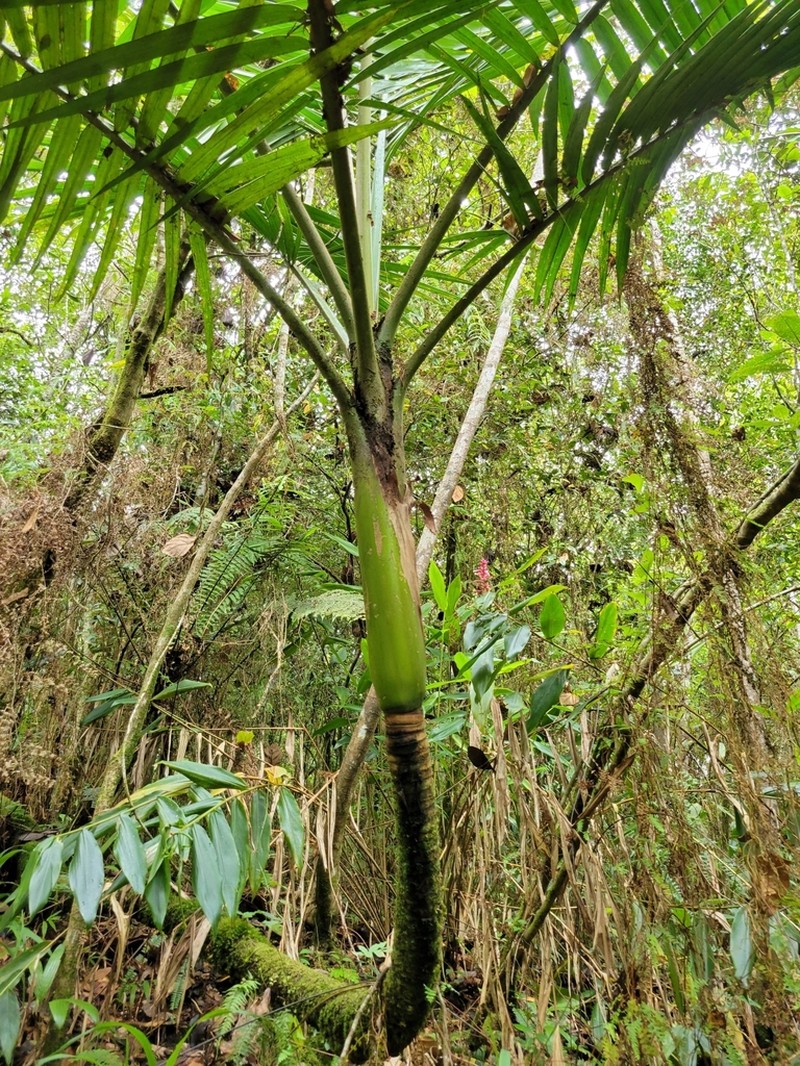 Sierran Palm photo 8