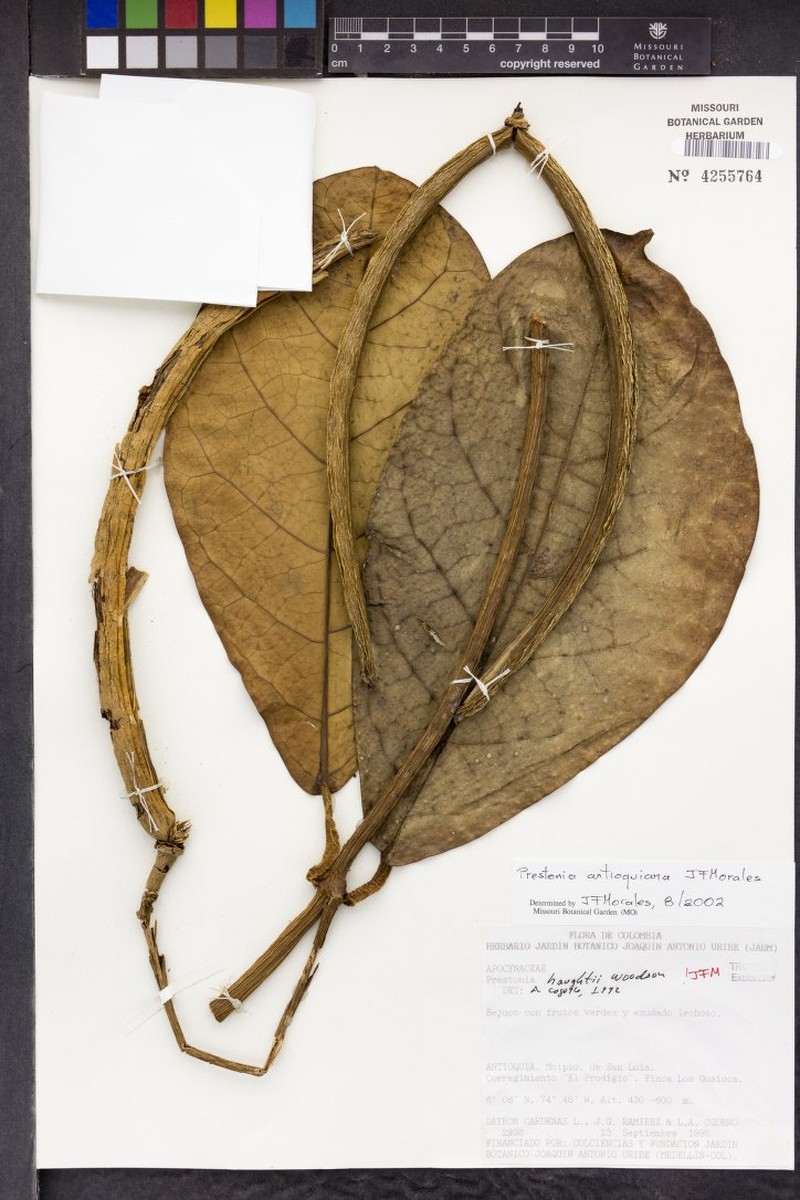 Prestonia antioquiana