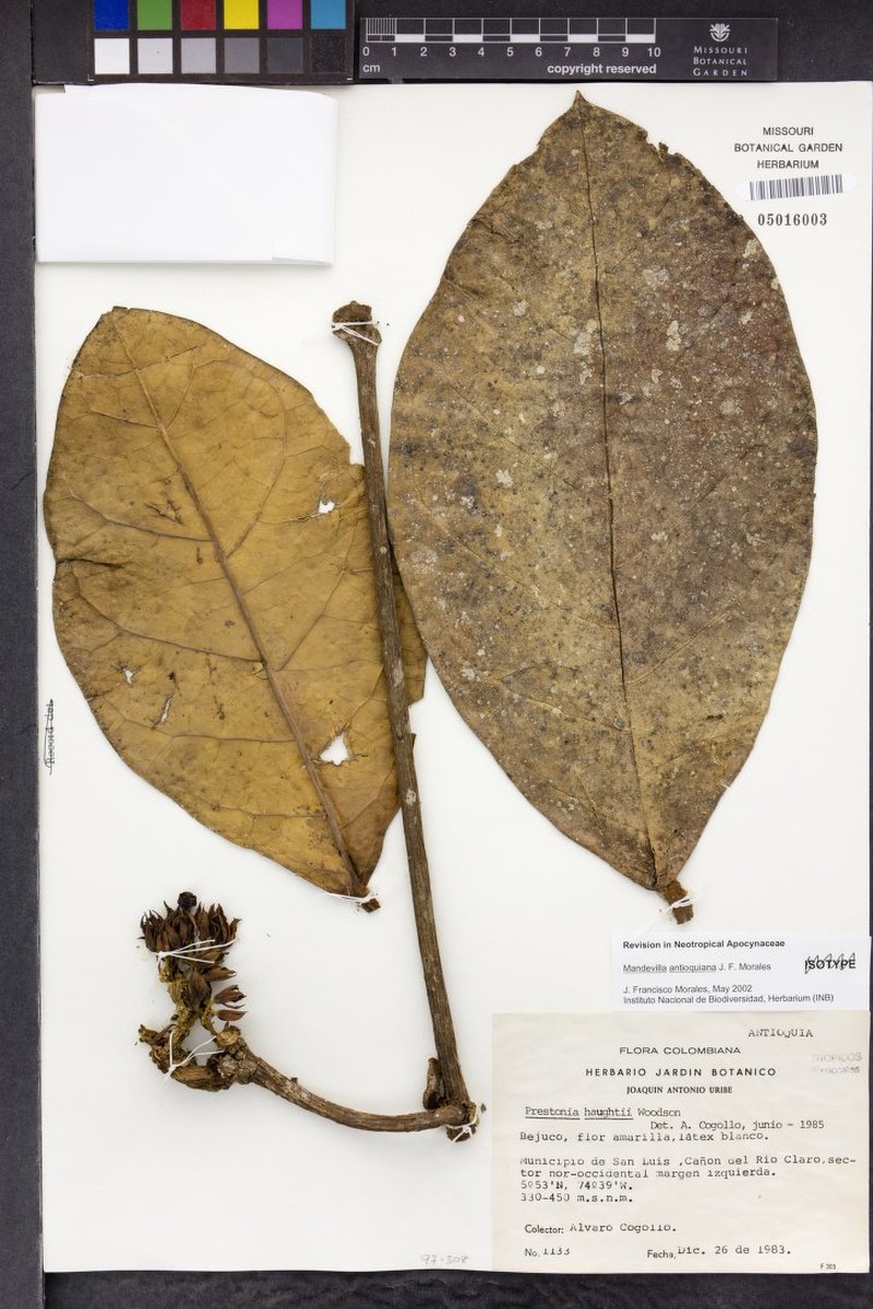 Prestonia antioquiana photo 2