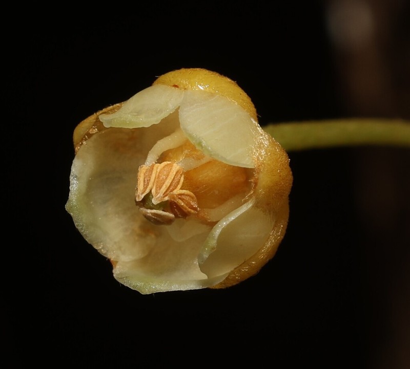 Prieurella cuneifolia