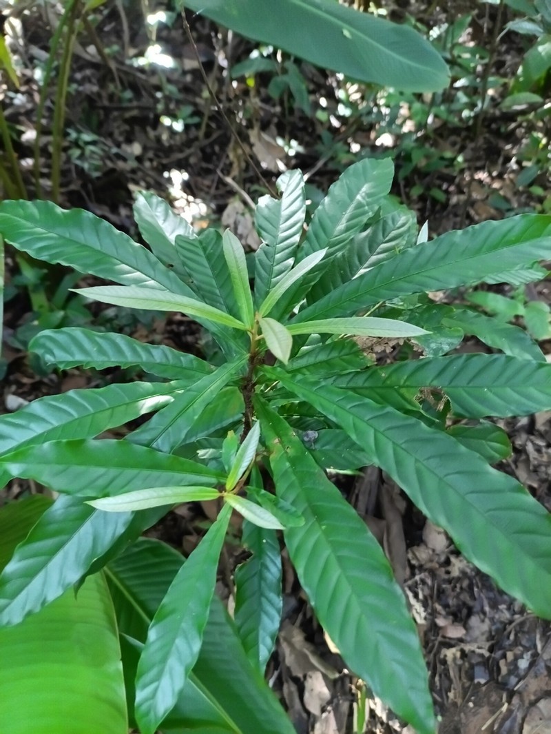 Prieurella cuneifolia photo 2