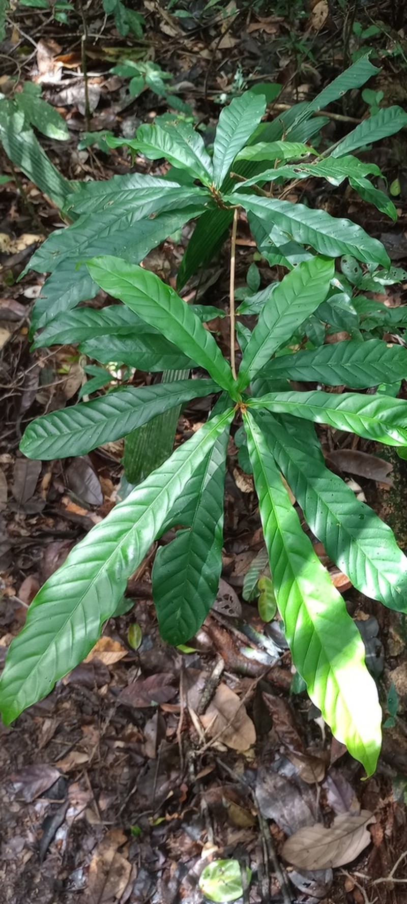 Prieurella cuneifolia photo 3