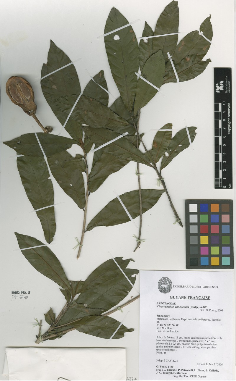 Prieurella cuneifolia photo 5
