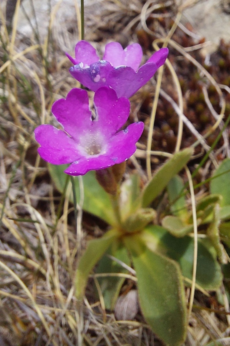 Primula × boni-auxilii subsp. infecta