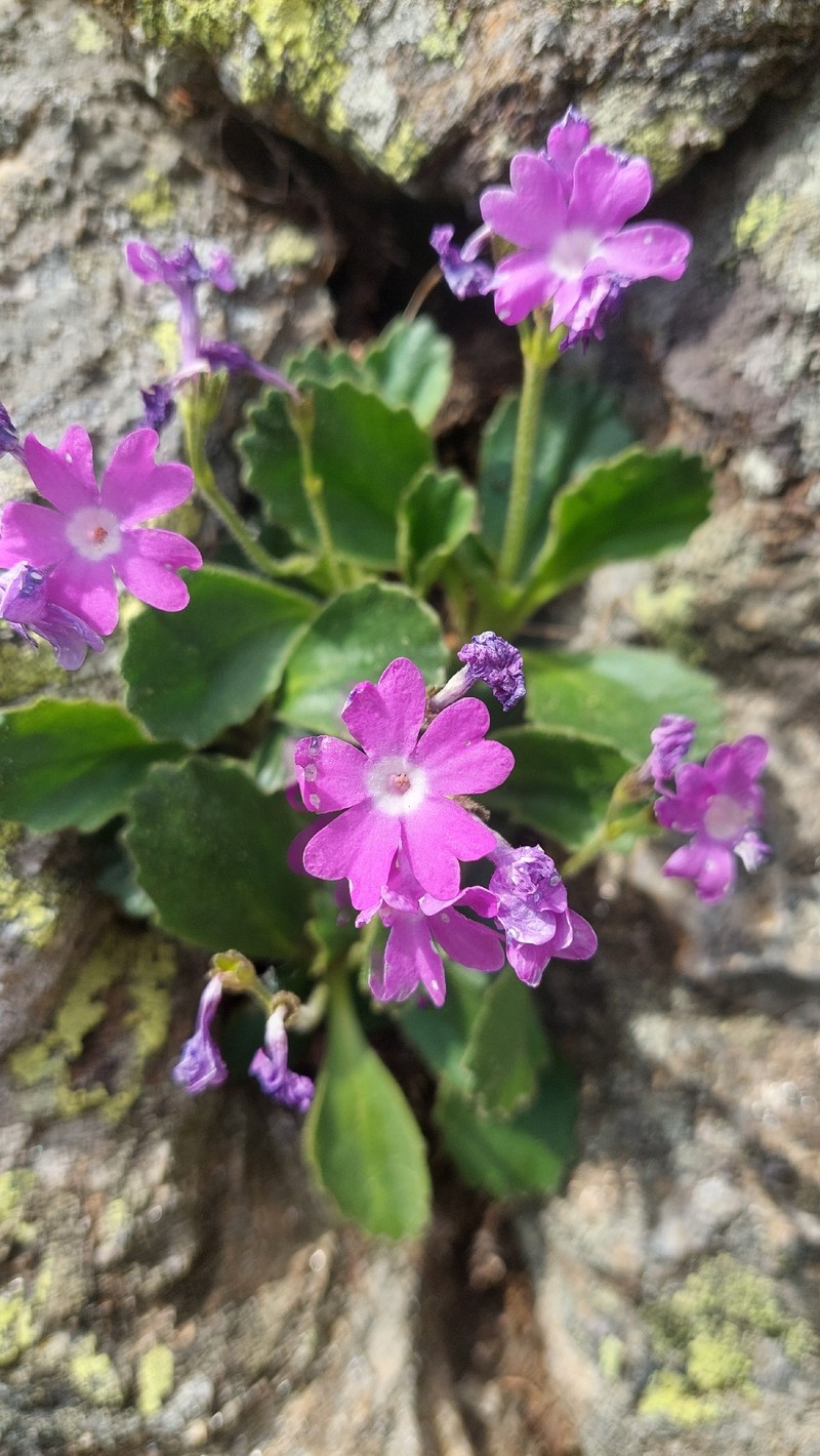 Primula × boni-auxilii subsp. infecta photo 2