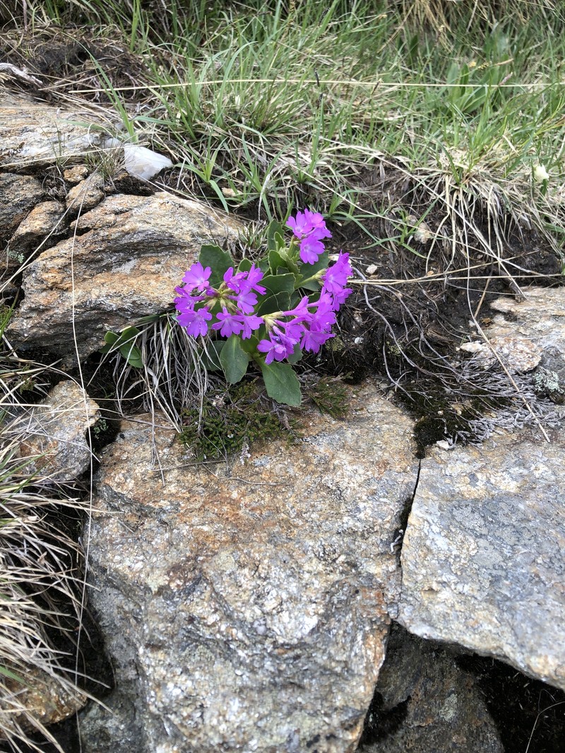 Primula × boni-auxilii subsp. infecta photo 3