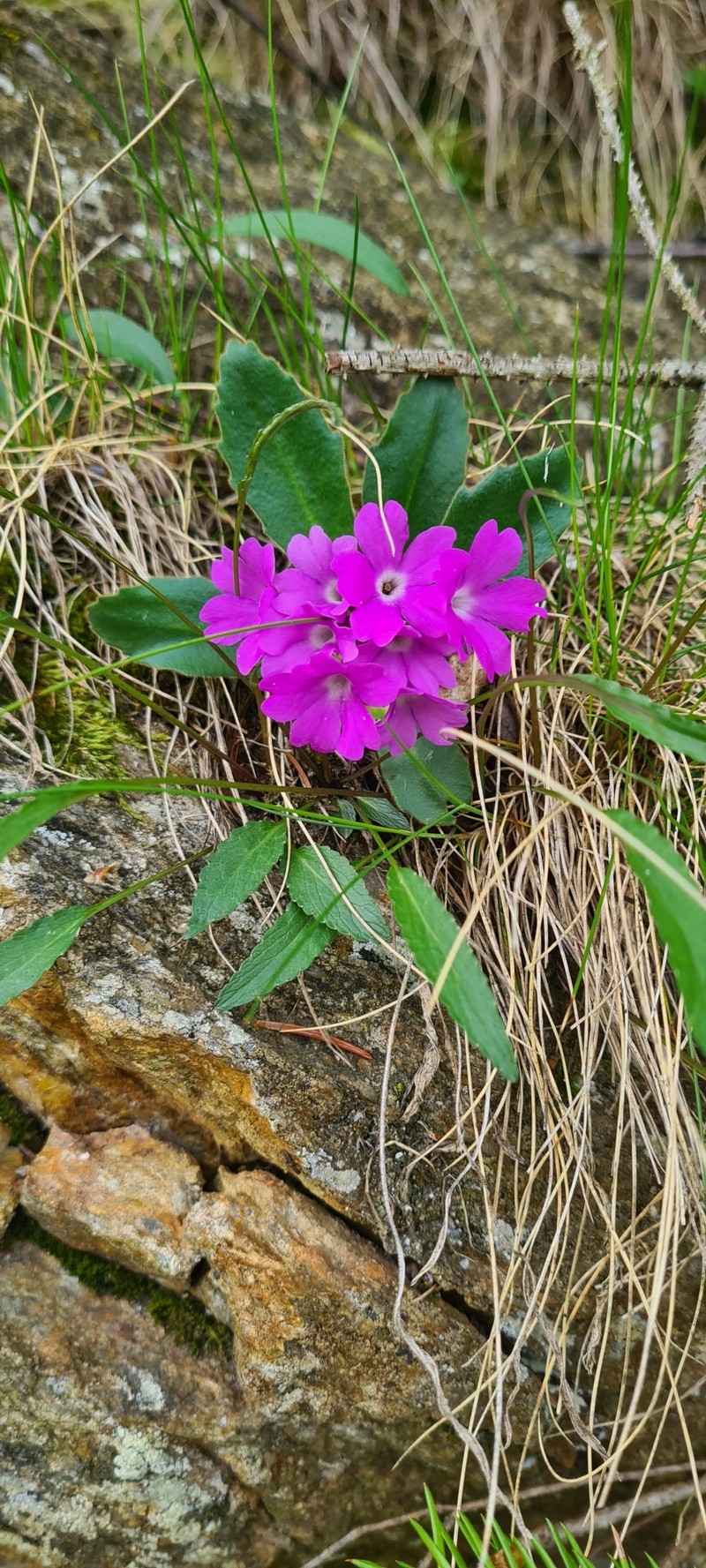 Primula × boni-auxilii subsp. infecta photo 4