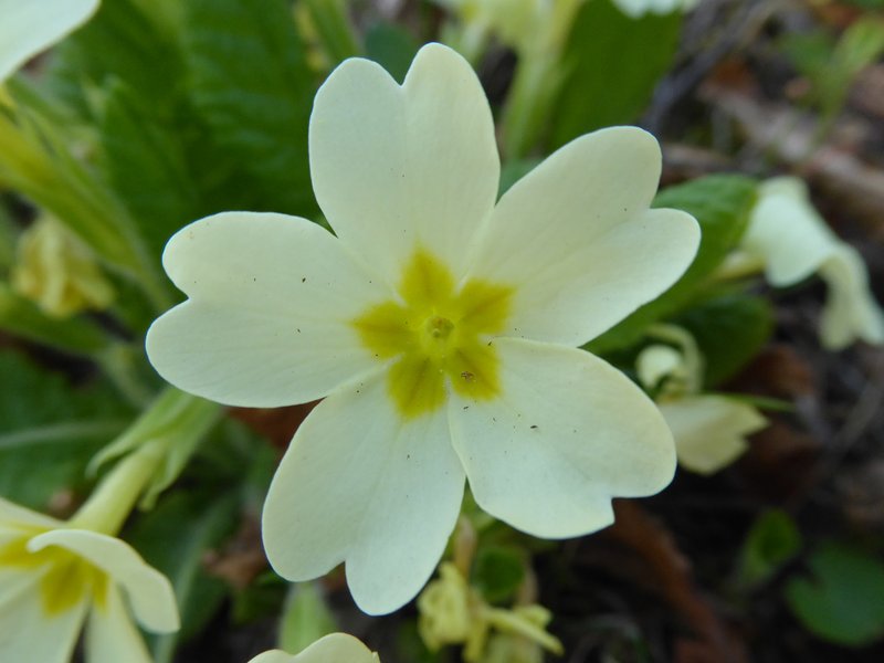 Bluedome Primrose