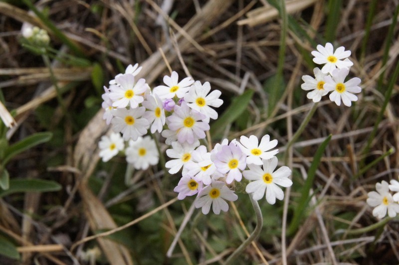 Bluedome Primrose