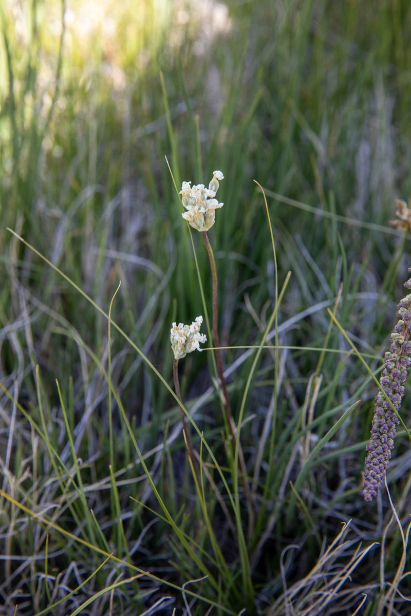 Bluedome Primrose photo 2