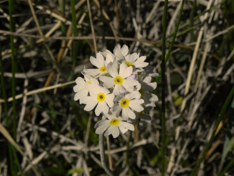 Bluedome Primrose photo 3