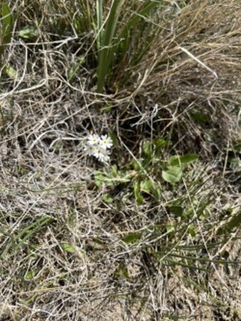 Bluedome Primrose photo 5