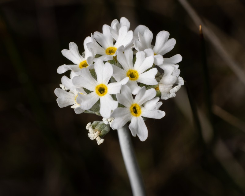 Bluedome Primrose photo 6