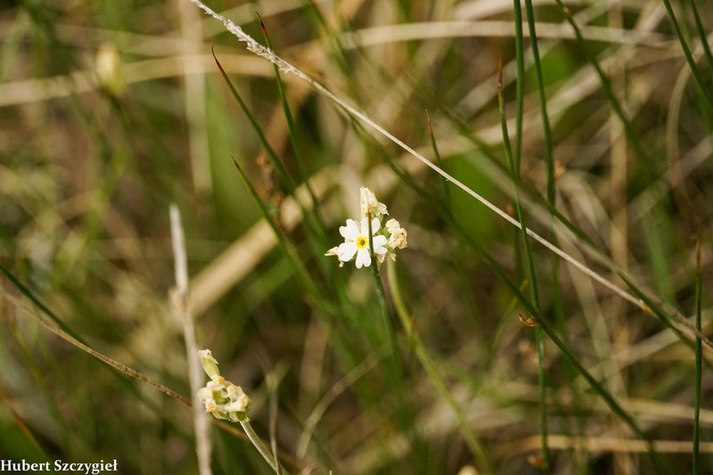 Bluedome Primrose photo 7