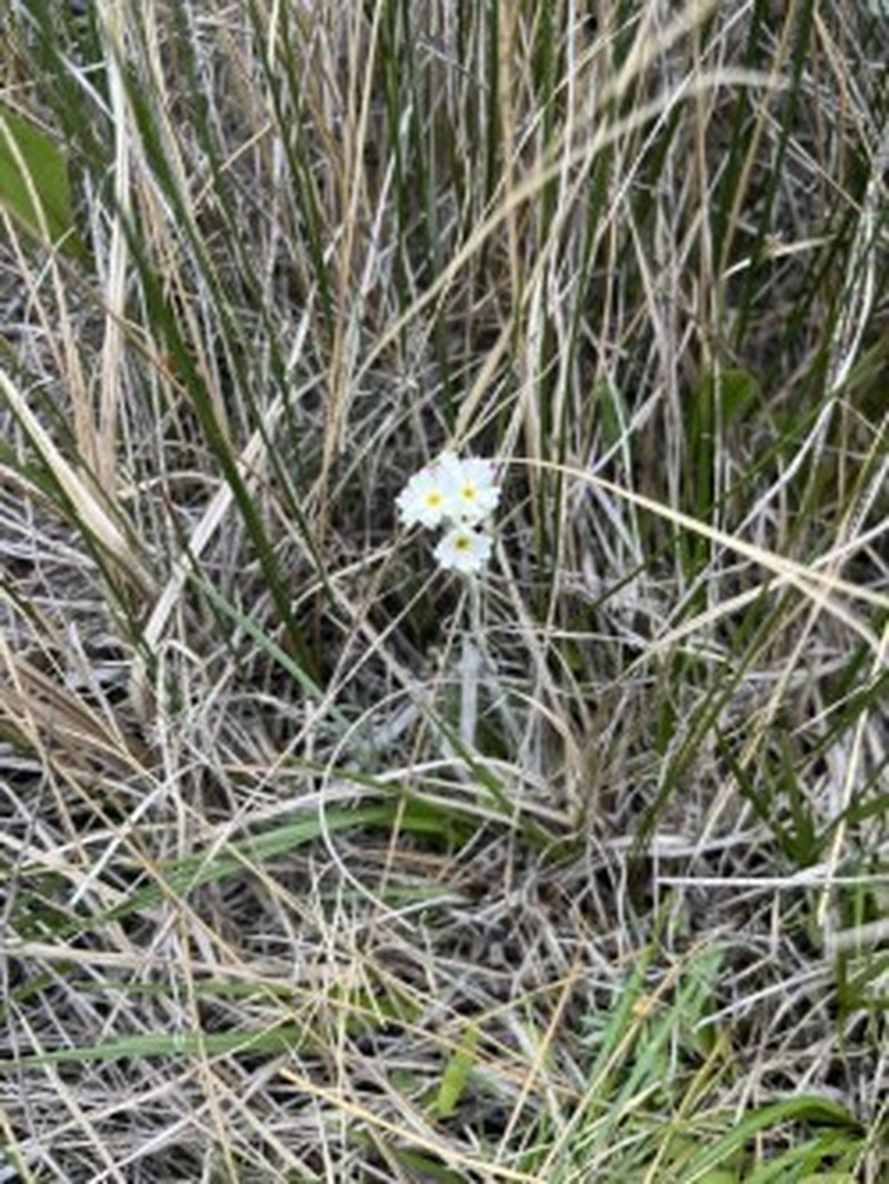 Bluedome Primrose photo 8