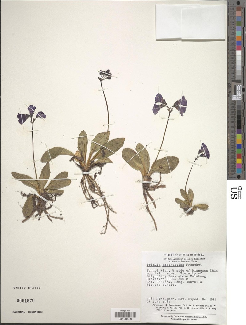 Primula amethystina subsp. amethystina