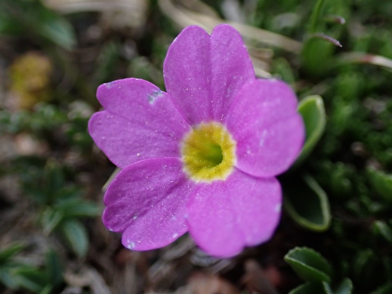 Alpine Primrose photo 2