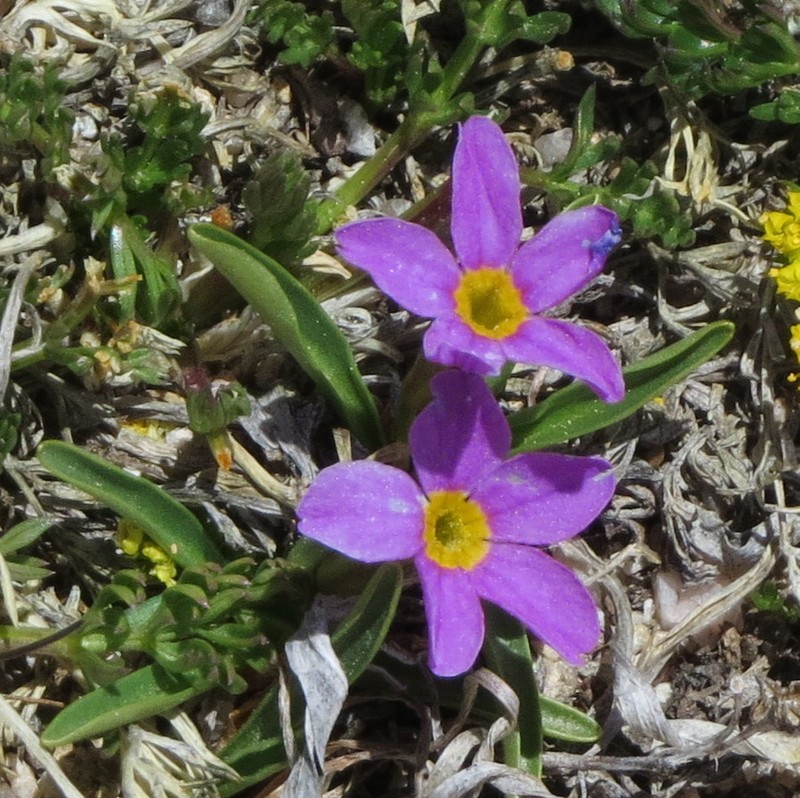 Alpine Primrose photo 3