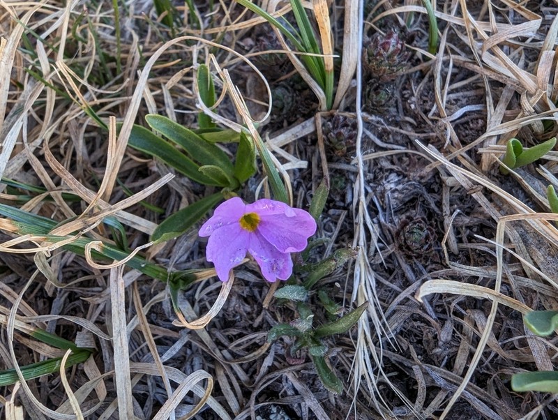 Alpine Primrose photo 4