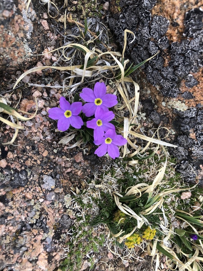 Alpine Primrose photo 5