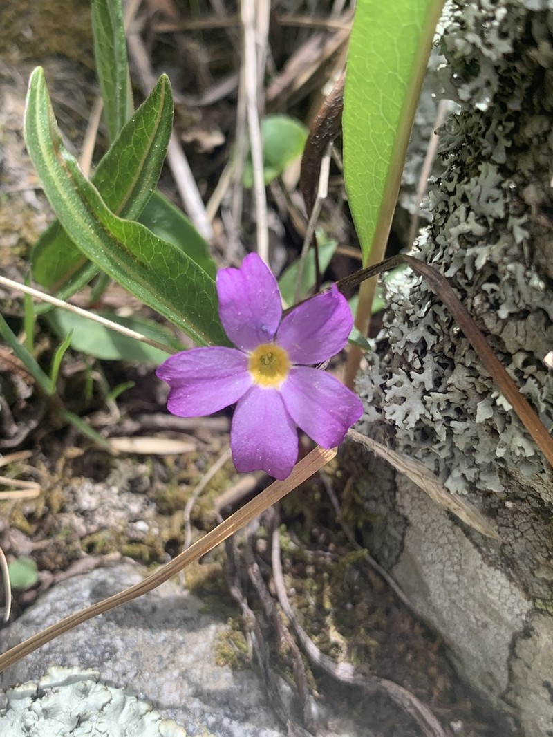Alpine Primrose photo 6