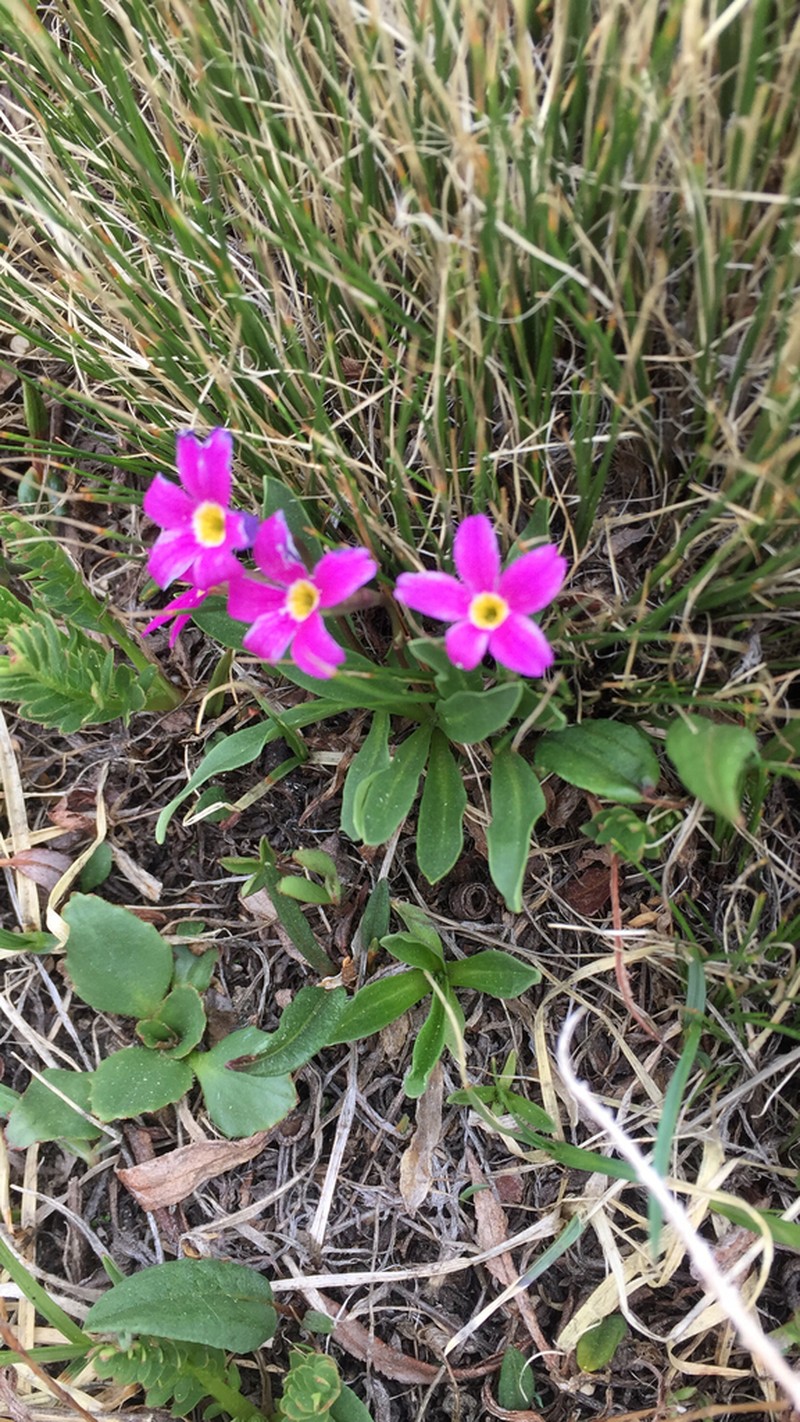 Alpine Primrose photo 7