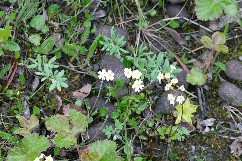 Boreal Primrose