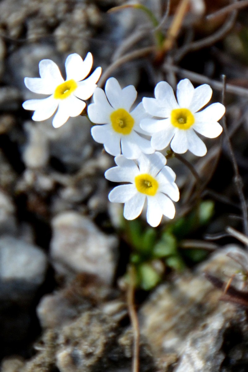 Boreal Primrose photo 2
