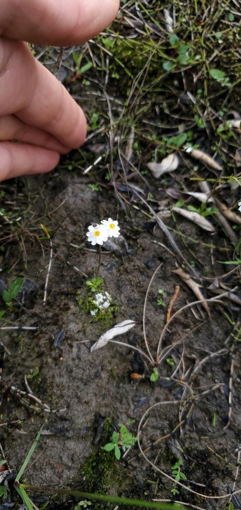 Boreal Primrose photo 3