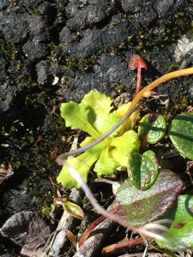 Boreal Primrose photo 4