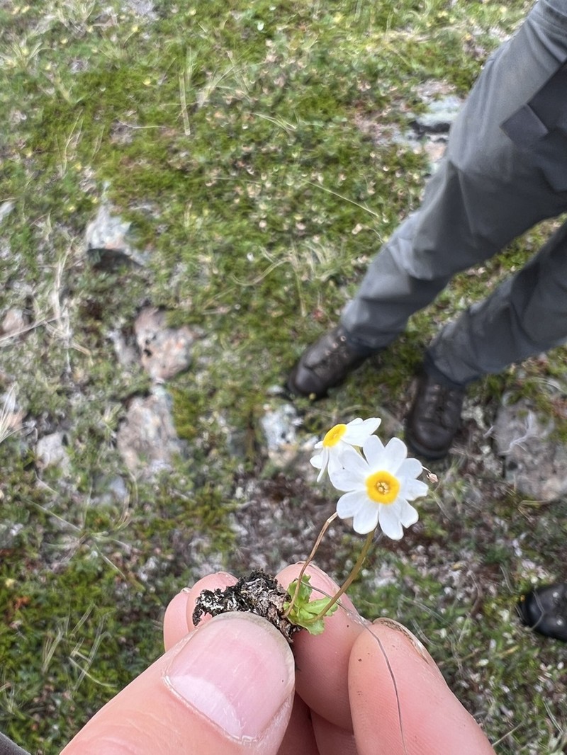 Boreal Primrose photo 5