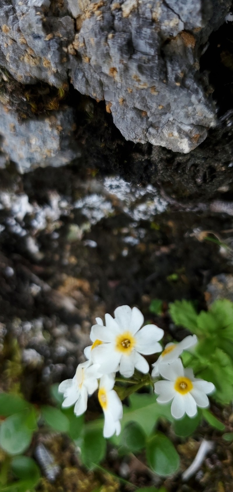 Boreal Primrose photo 6