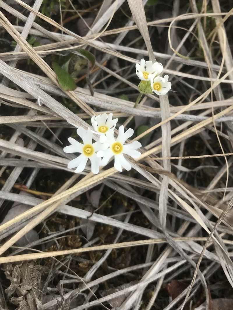 Boreal Primrose photo 7