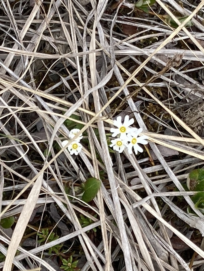 Boreal Primrose photo 8
