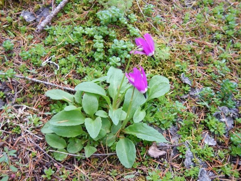 Tundra Shootingstar photo 5