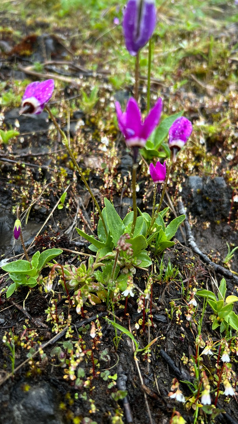 Tundra Shootingstar photo 8