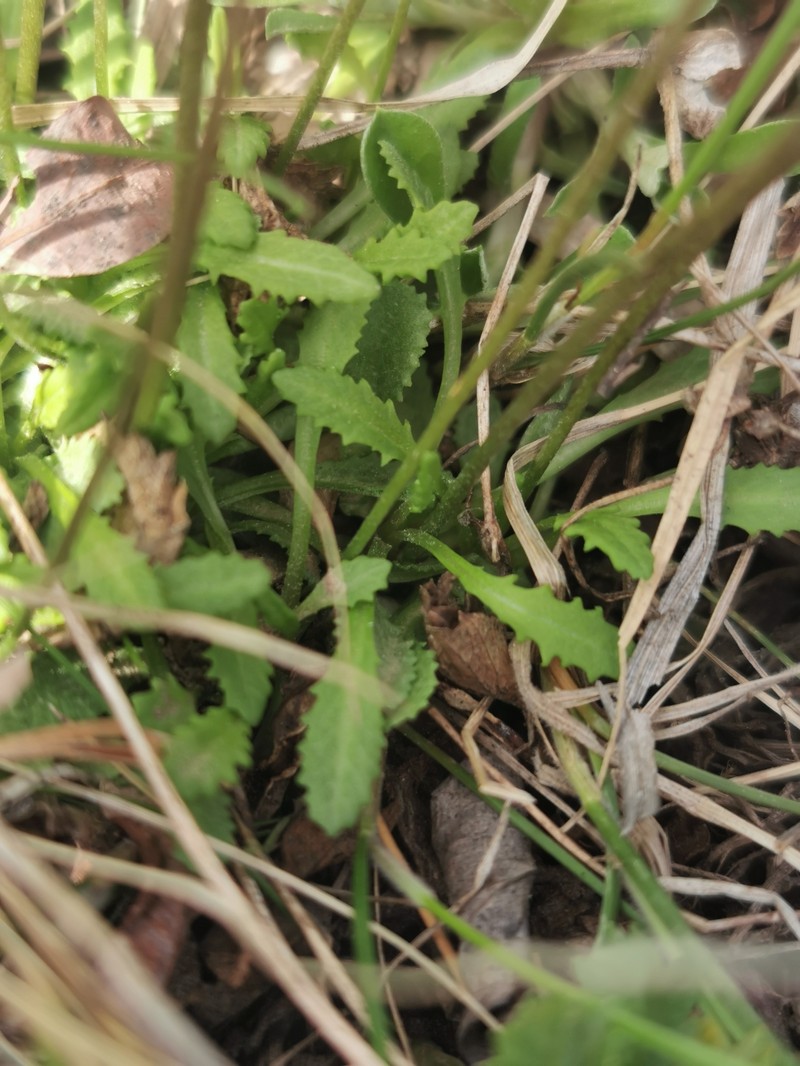 Northern Primrose photo 2