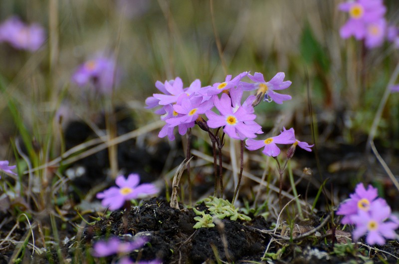 Northern Primrose