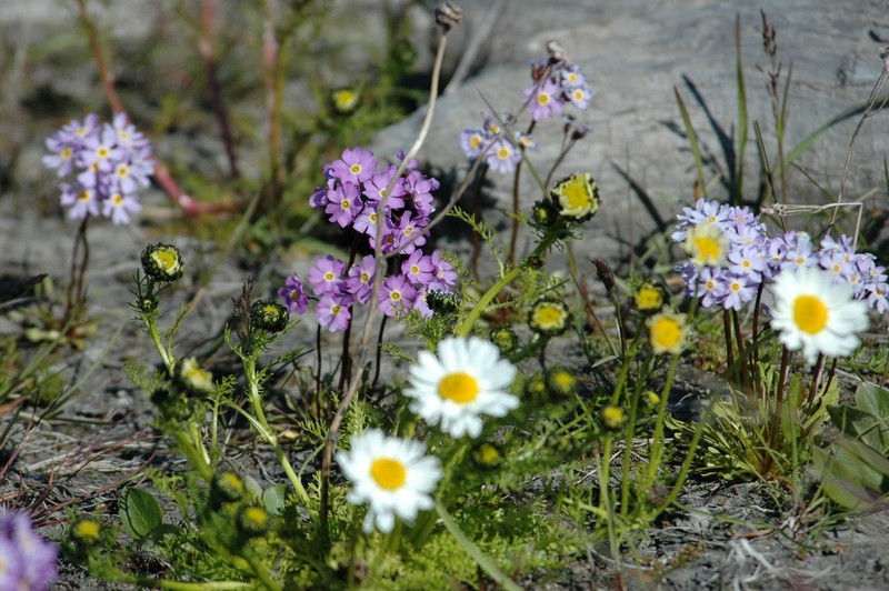 Northern Primrose photo 2