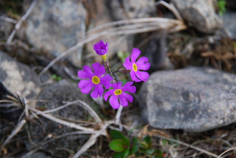 Northern Primrose photo 3