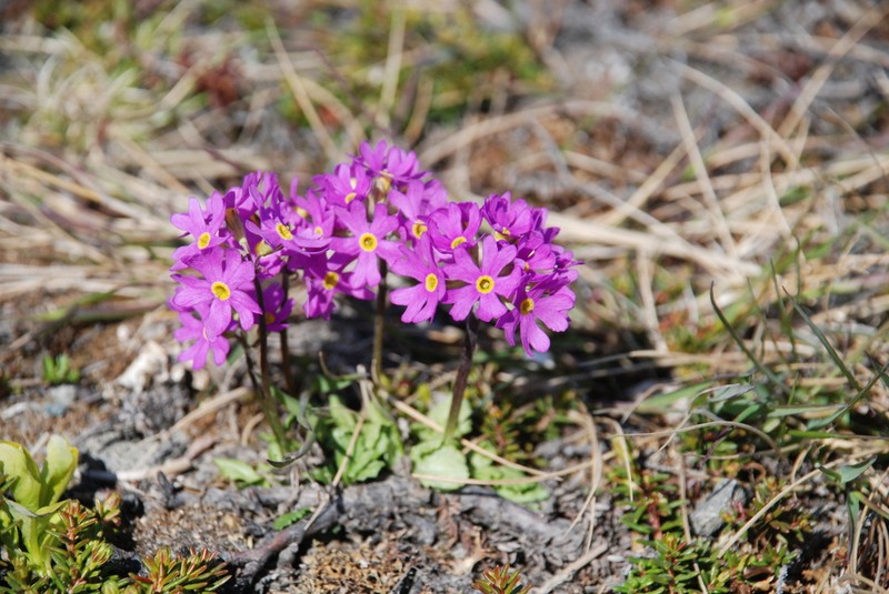 Northern Primrose photo 4