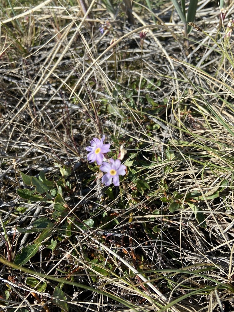 Northern Primrose photo 5