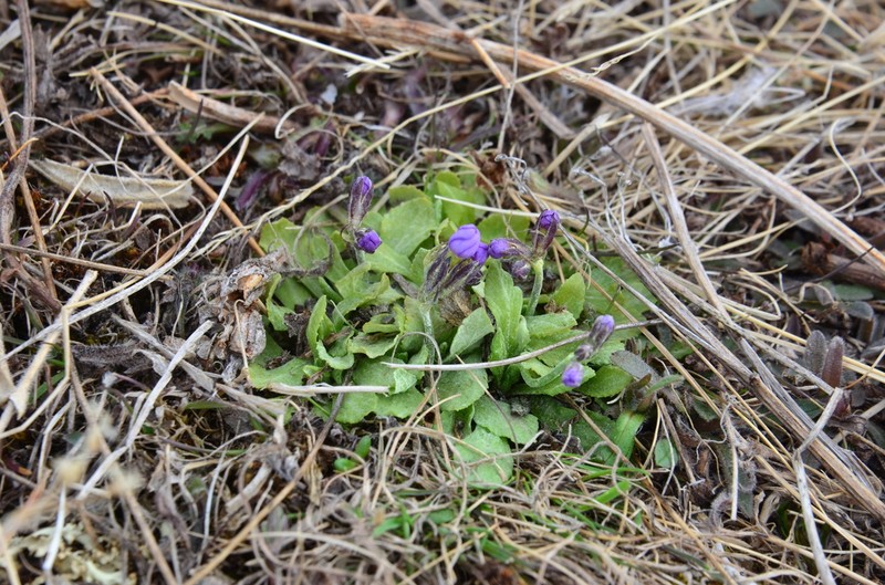 Northern Primrose photo 6