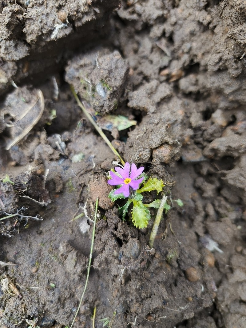 Northern Primrose photo 7