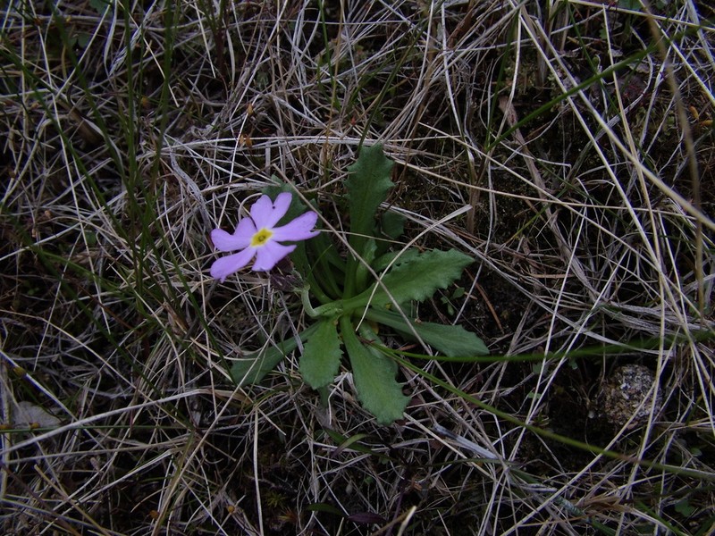 Northern Primrose photo 8