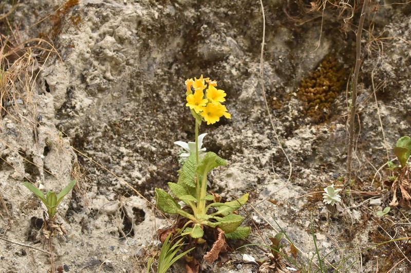 Primula bullata var. forrestii