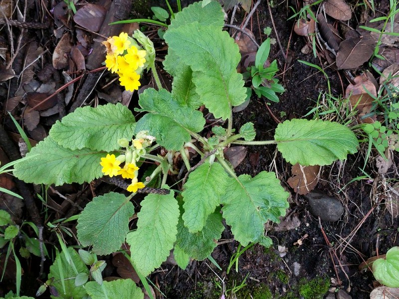 Primula bullata var. forrestii photo 2