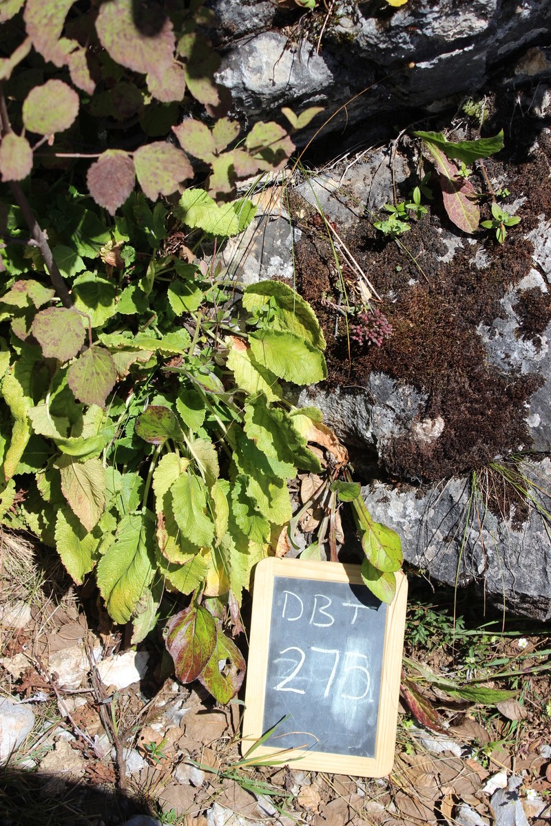 Primula bullata var. forrestii photo 3