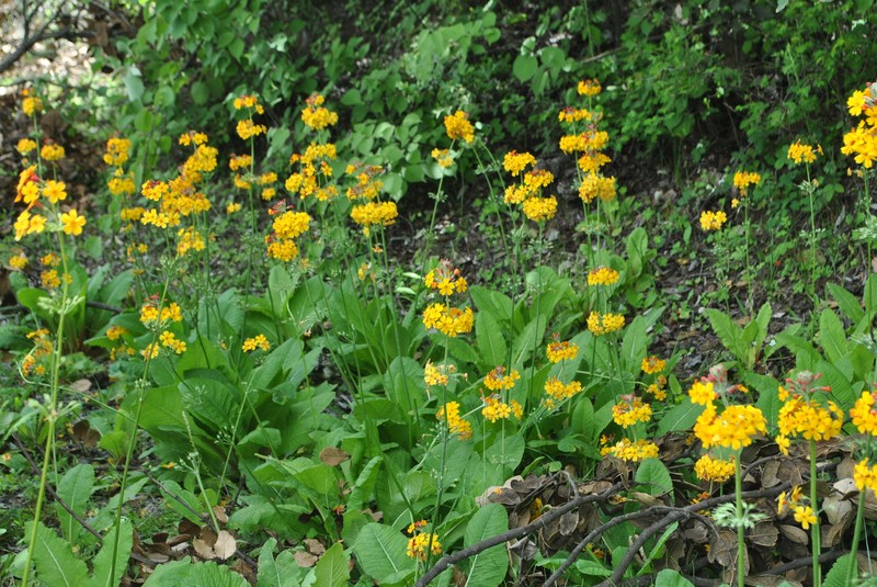 Primula bulleyana subsp. bulleyana