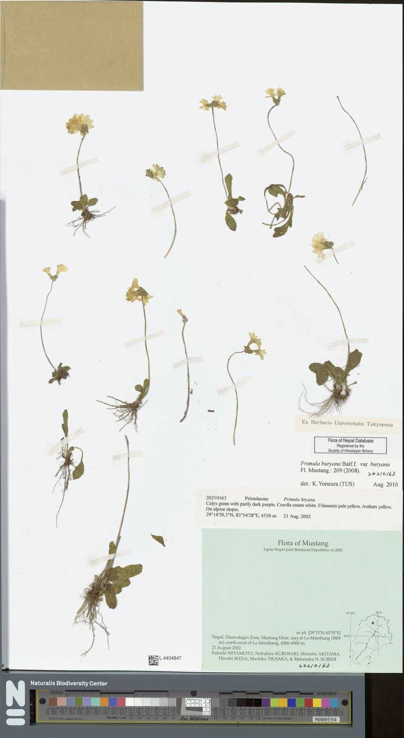 Primula buryana var. buryana